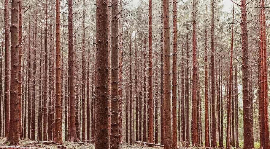 trees, branch, plant, forest, woodland, no people, tree trunk HD wallpaper