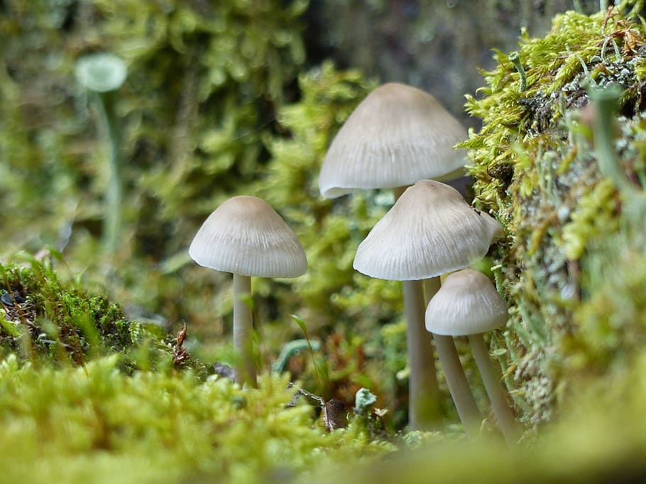 mushrooms, small, small mushroom, autumn, moss, nature, close, HD wallpaper