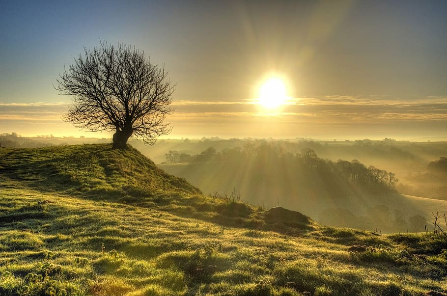 bare tree on hill during golden hour, sunrise, lonely, sunset HD wallpaper