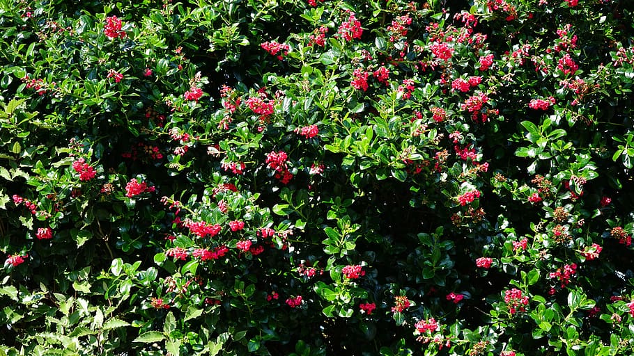 bloom, blooming, blossom, bud, floral, flower, foliage, green HD wallpaper