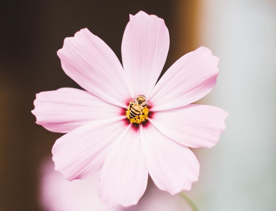bee on pink flower, closeup photography of honeybee perched on pink petaled flower HD wallpaper