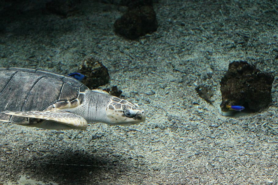turtle, zoo, underwater, animal, animal wildlife, animals in the wild HD wallpaper