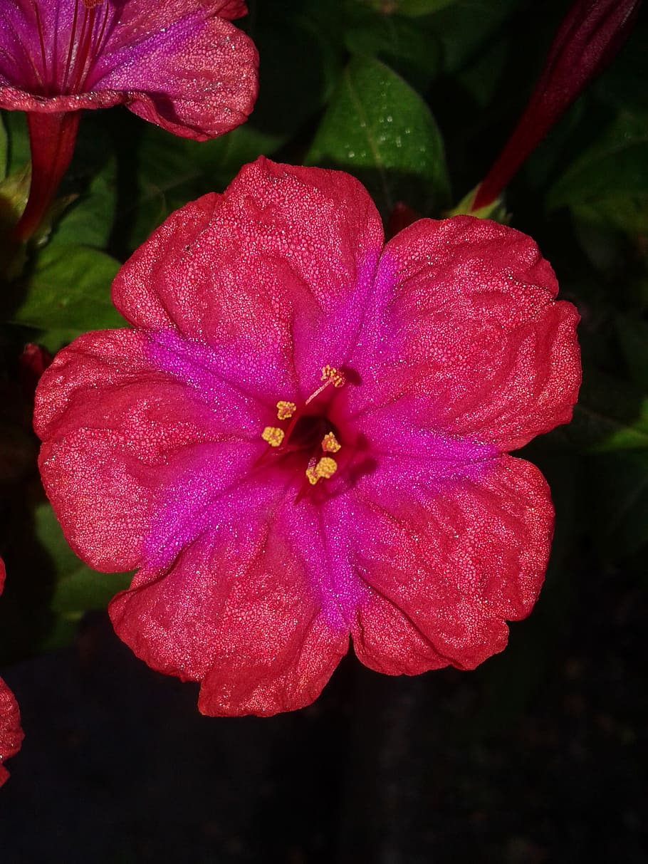 Glitter, Pink, Flower, plant, petal, flower head, growth, fragility HD wallpaper