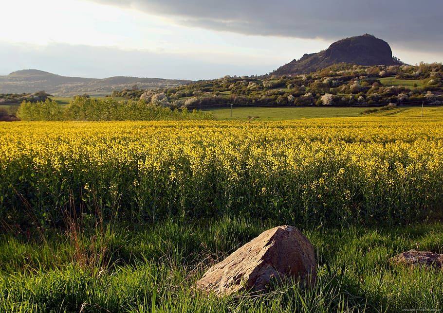 landscape, spring, rape, yellow, northern bohemia, spring landscape HD wallpaper