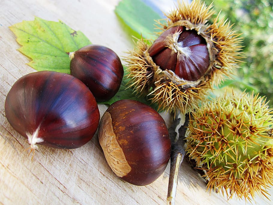 selective focus photography of five brown chestnuts, food, natural