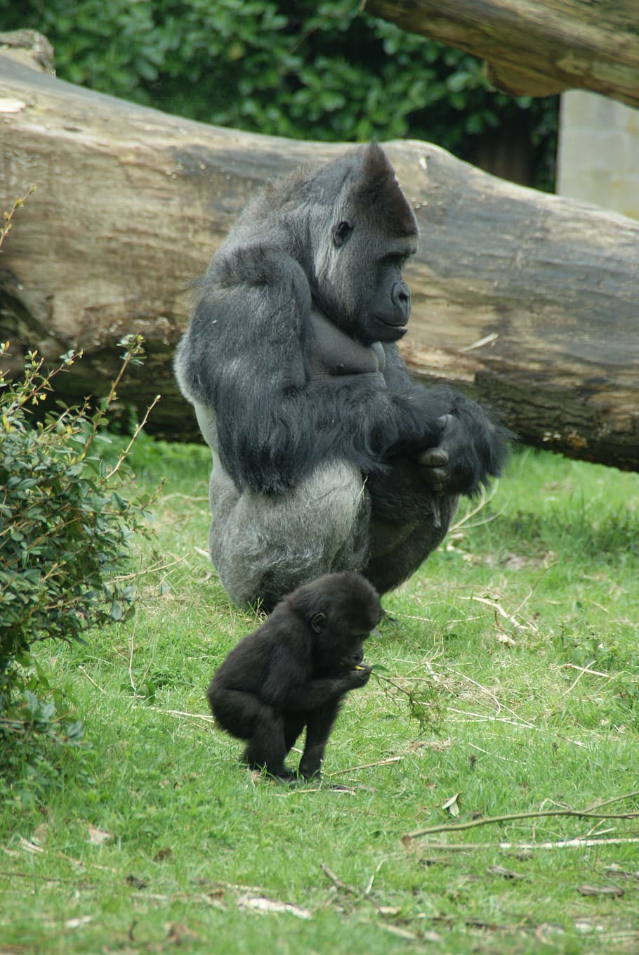 Monkey, Gorilla, Zoo, Animals, Fauna, baby gorilla, primate HD wallpaper