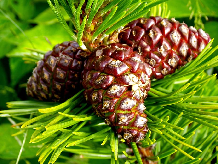 pine cones, fir, close, food and drink, freshness, healthy eating HD wallpaper