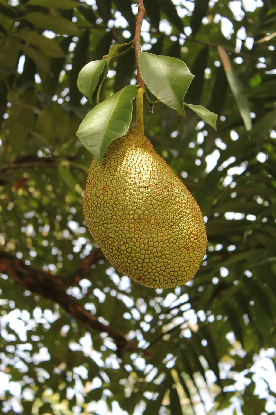 Jackfruit, Fresh, Plant, Botany, delicious, tropical, food, HD wallpaper