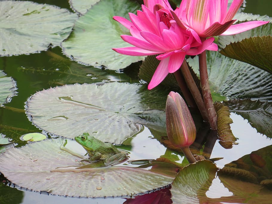 frog, pond, water, green, animal, amphibian, nature, aquatic HD wallpaper