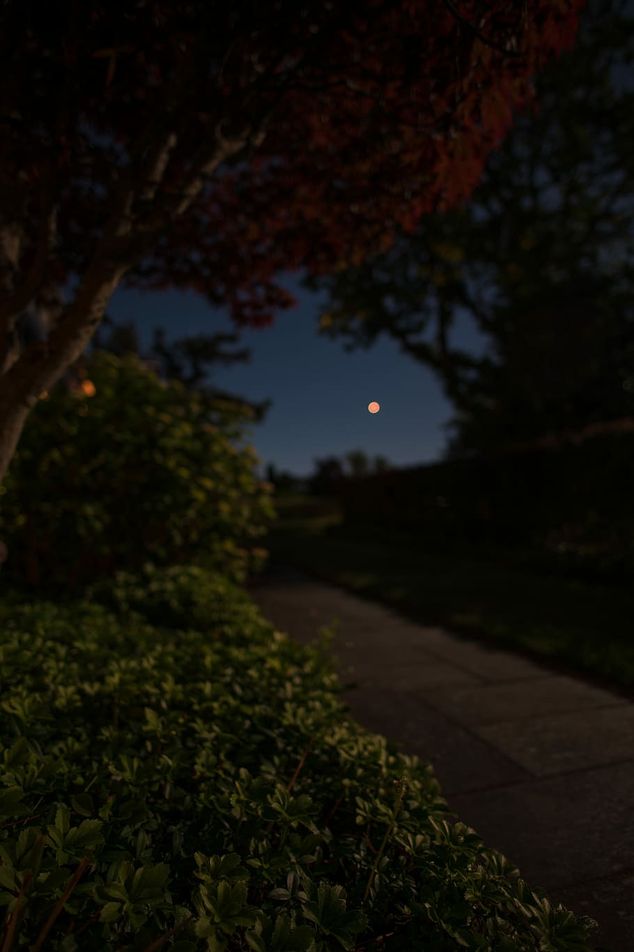 selective focus photography of moon, green plants near road at night time HD wallpaper