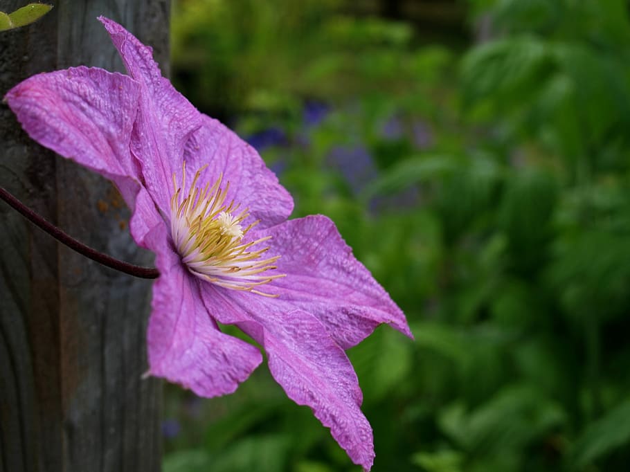 nature, flower, flora, leaf, garden, summer, petal, flowering plant HD wallpaper