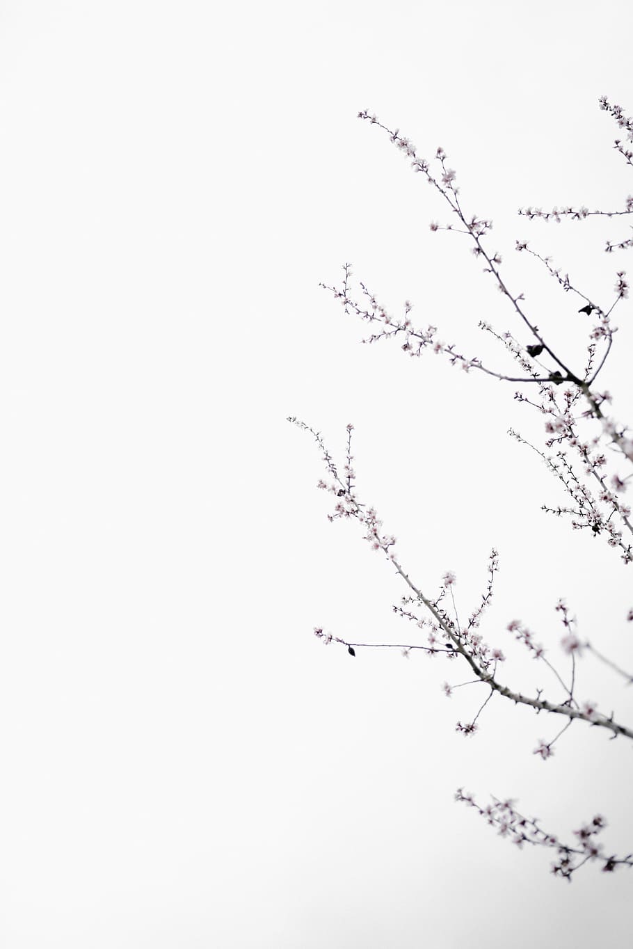 Minimal Blossom, black twig, tree, branch, bloom, flower, plant HD wallpaper