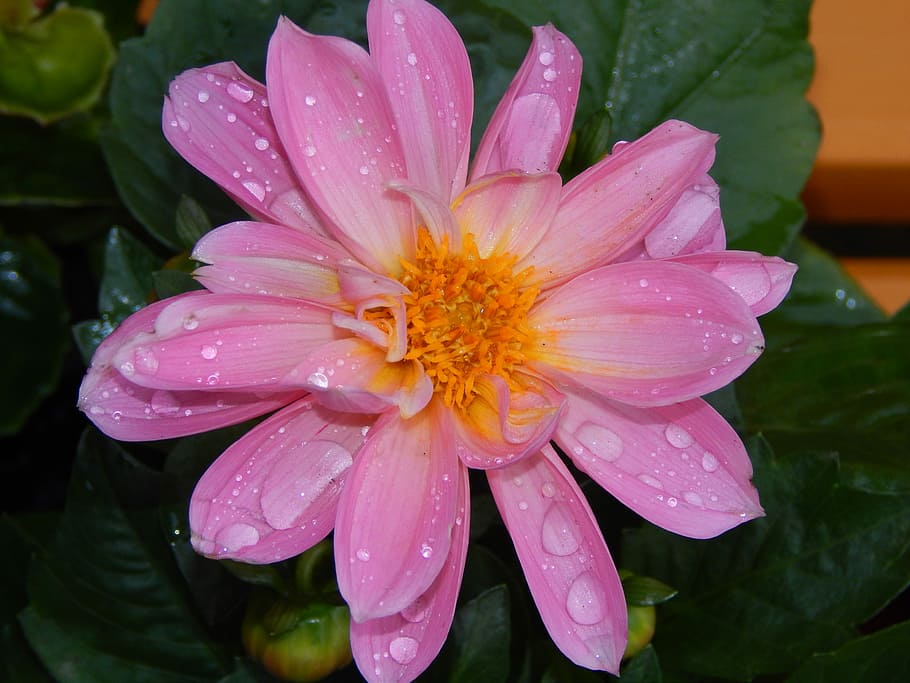flower, purple, drops, water, macro, purple flowers, plant HD wallpaper