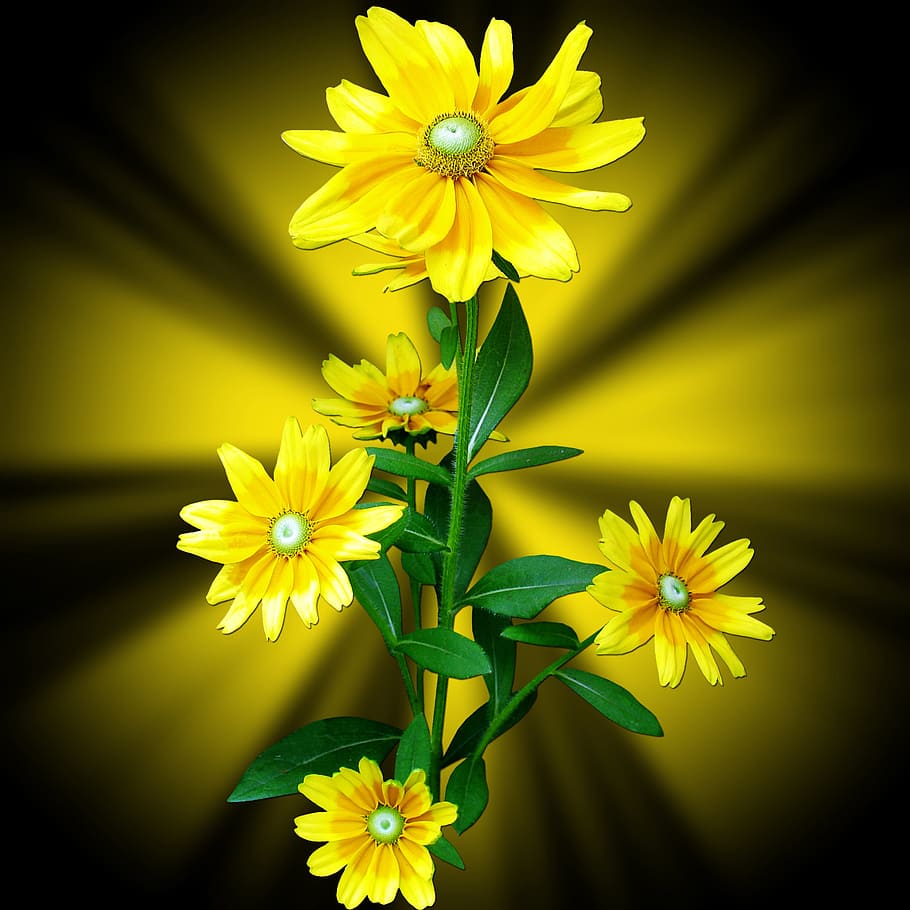 flowers, yellow, margaritas, background, background flower HD wallpaper