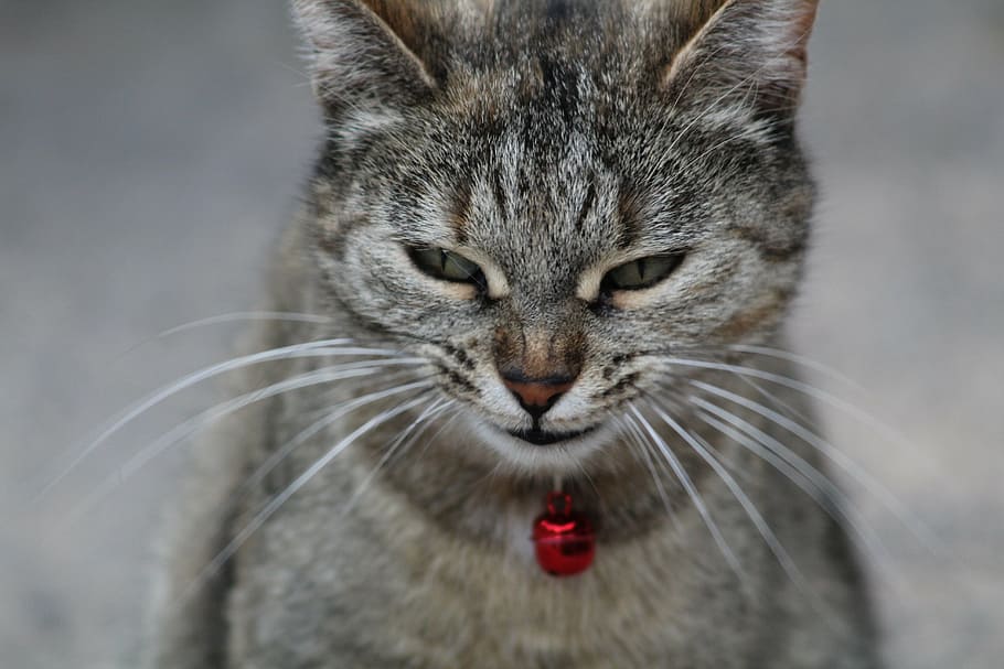 cat face, smiling, curious, animal themes, one animal, mammal HD wallpaper