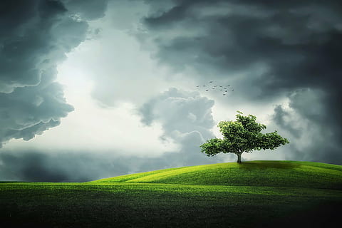 green and white trees painting, green tree on field, birds, lands HD wallpaper