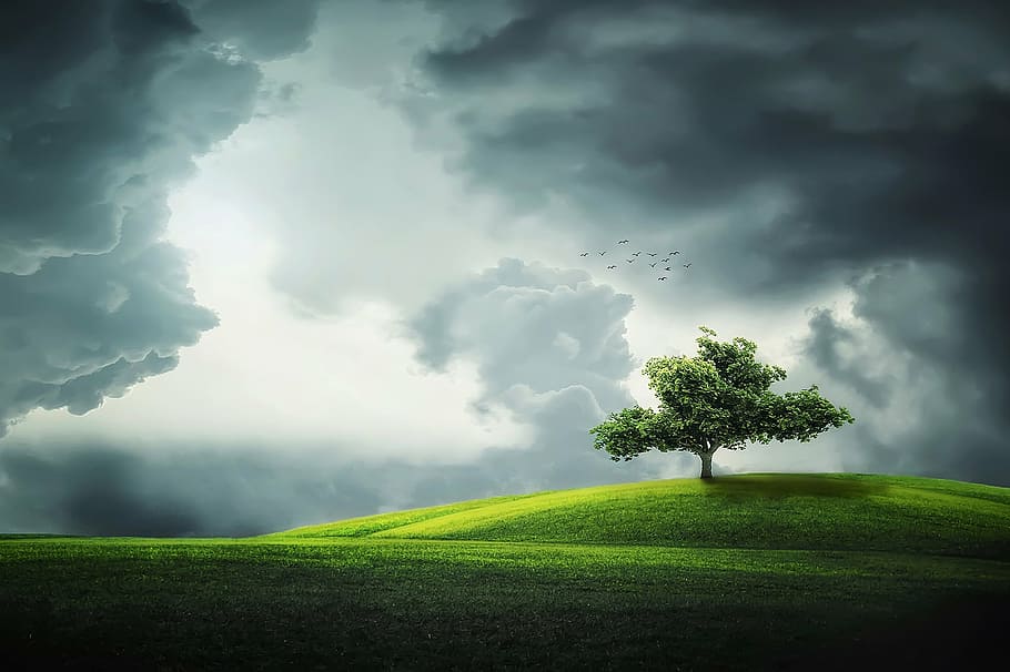 green and white trees painting, green tree on field, birds, lands HD wallpaper