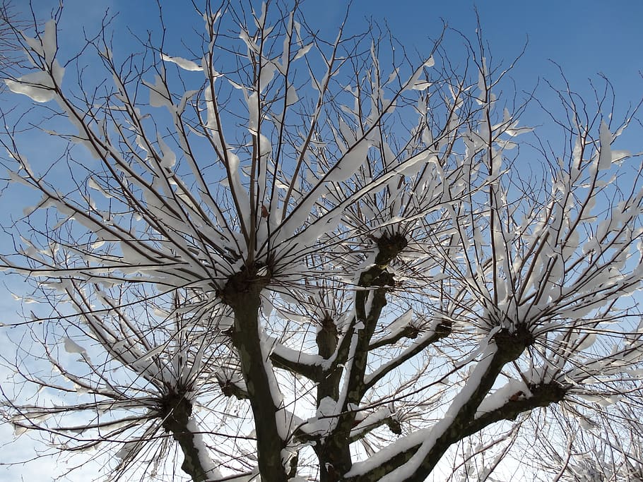 winter, cold, aesthetic, sky, low angle view, tree, branch HD wallpaper