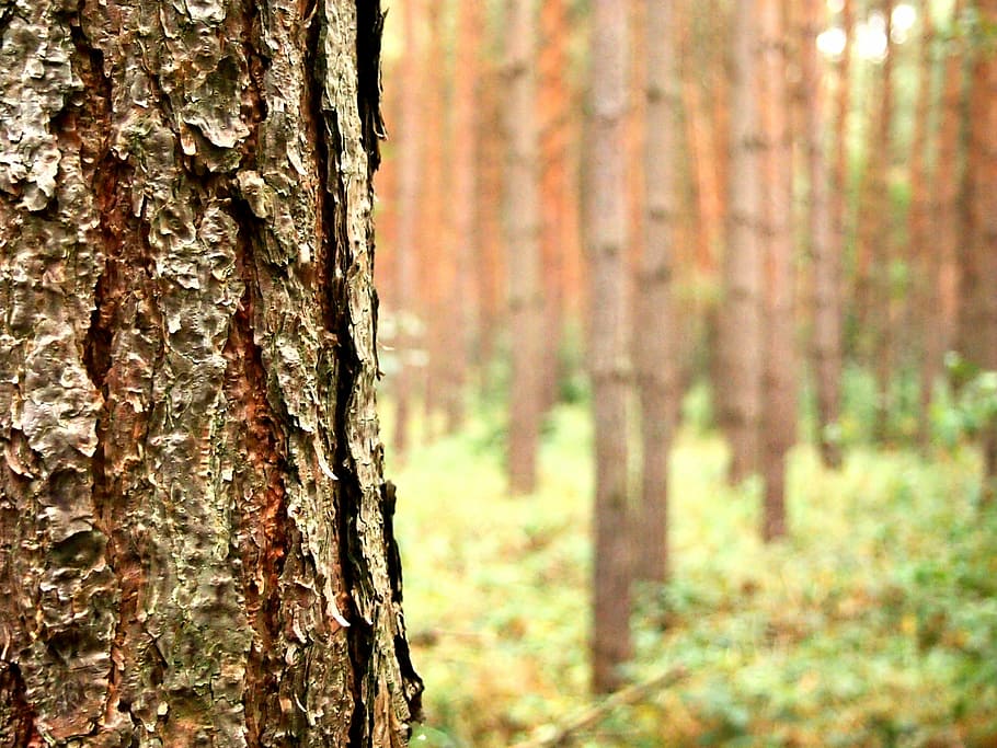 tree, forest, autumn, nature, bark, trunk, tree trunk, plant HD wallpaper