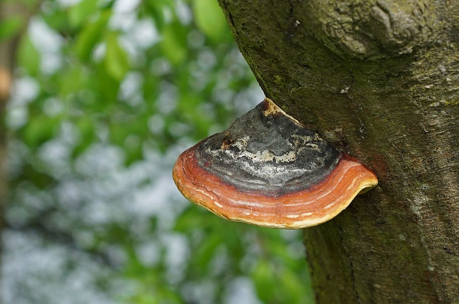 nature, tree, bark, mushroom, tree trunk, plant, focus on foreground HD wallpaper