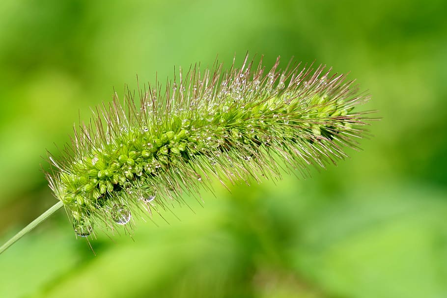 pool, foxtail, nature, abstract, plants, forest, arboretum HD wallpaper