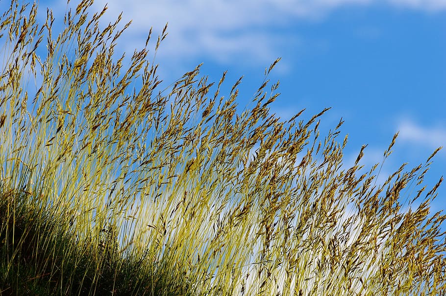 sky, blue, clouds, grass, nature, cloudy, sky blue, blue sky HD wallpaper