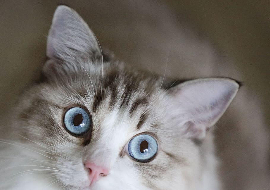 shallow focus photo of brown tabby kitten, cat, animal, pets HD wallpaper