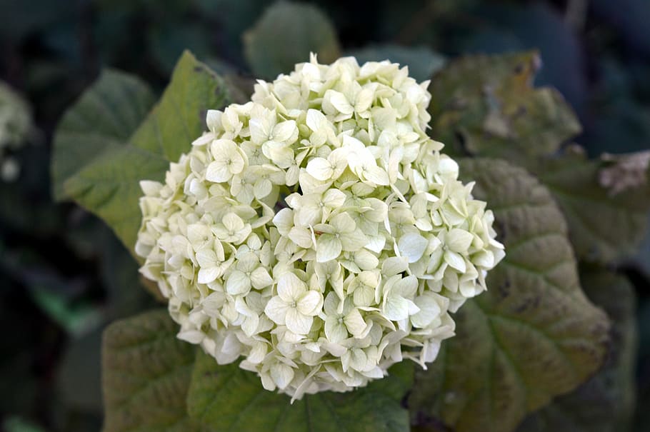 hydrangea, white, autumn, hydrangea special, green, flowers HD wallpaper