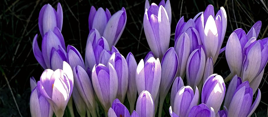 selective focus photography of purple Crocus flowers, Spring HD wallpaper