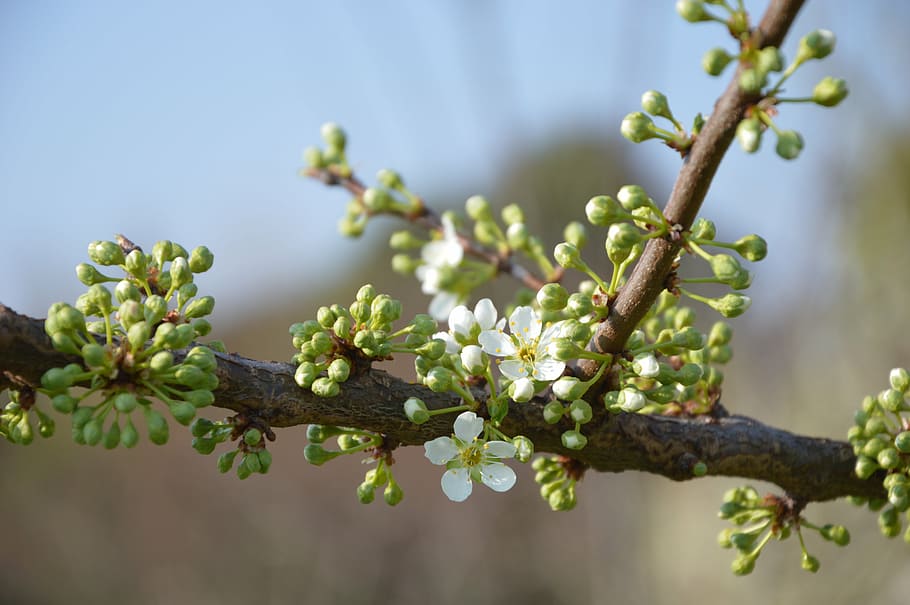 bud, spring, blossom, bloom, green, white, peach, plant, growth HD wallpaper