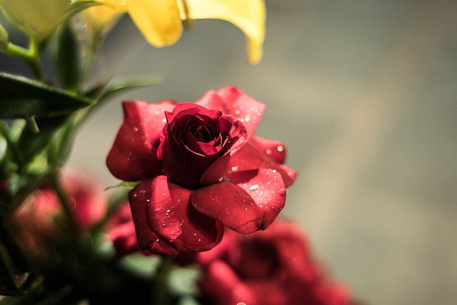 Rose, Red, Red Rose, Flower, rose - flower, nature, petal, no people HD wallpaper