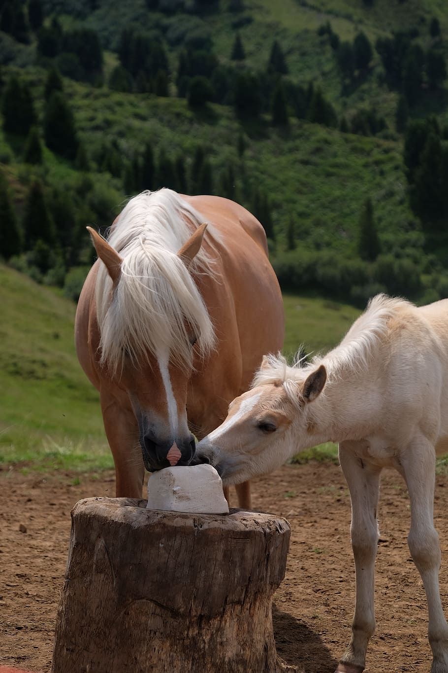 horses, avellino, mountain, livestock, mammal, animal themes HD wallpaper