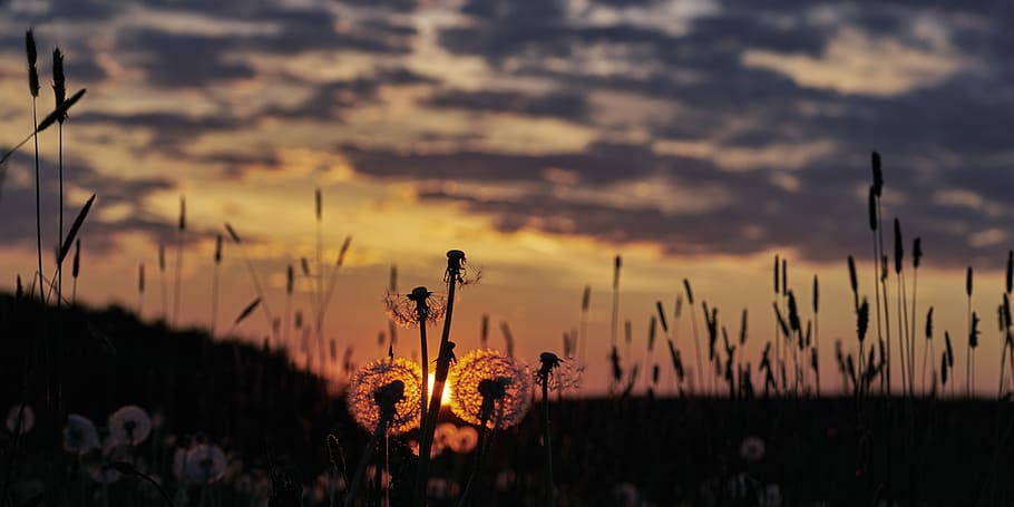 Dandelions, Common Dandelion, roadside, sunset, evening sun HD wallpaper