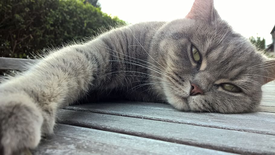 Cat, Chill Out, Mackerel, concerns, relax, afternoon rest, animal HD wallpaper