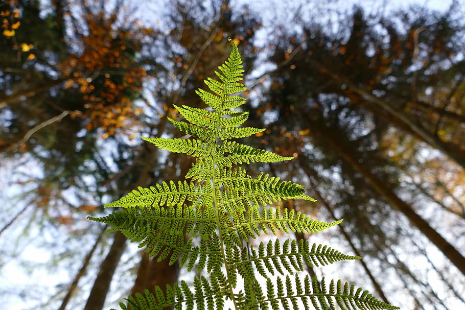 Fern, Forest, Plant, Leaf, nature, tree, green color, growth HD wallpaper
