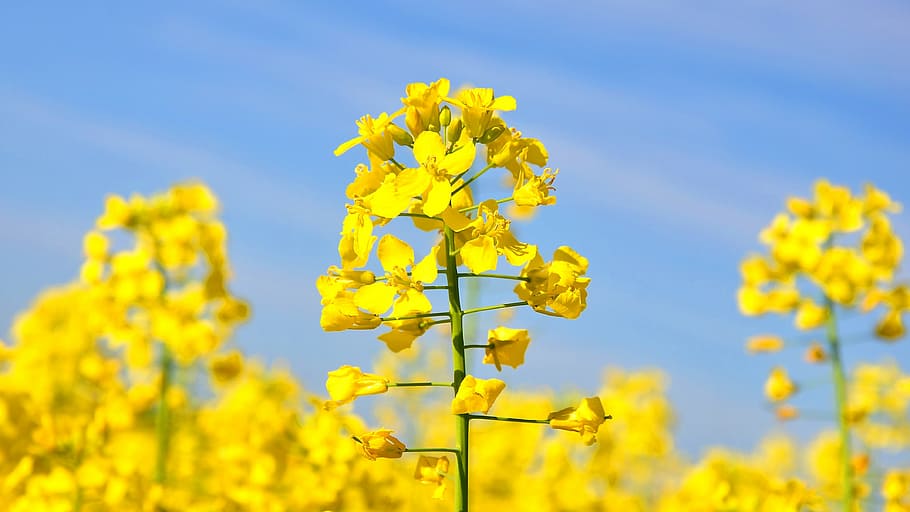 selective focus photography of yellow petaled flower, rape HD wallpaper