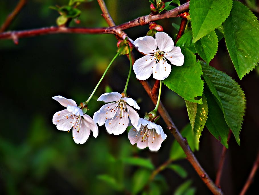 flowers, tree, spring, nature, blooming, plant, white, growth HD wallpaper