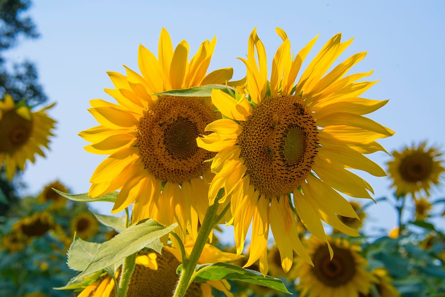 Sunflowers, bloom, blossom, field, flora, garden, growth, HD wallpaper HD wallpaper