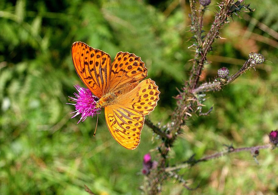 nature, butterfly, insect, wing, beauty in nature, animal wildlife HD wallpaper