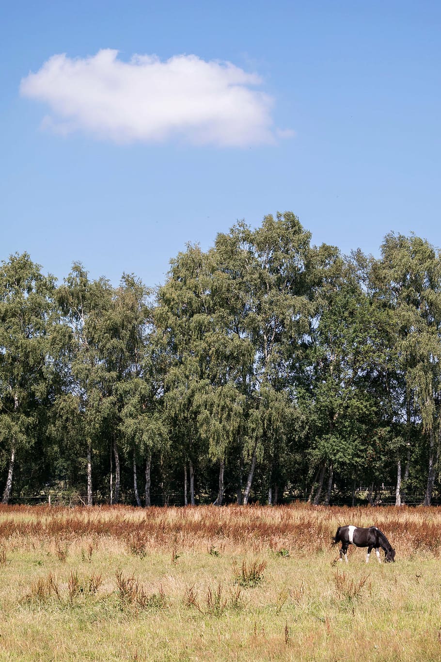 black and white horse on field of grass, cloud, foal, pasture HD wallpaper
