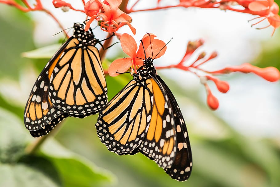 two yellow and black butterfiles, butterfly, macro, pose, plant HD wallpaper