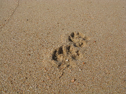 Sand, Beach, Reprint, Traces, footprint, day, animals in the wild HD wallpaper