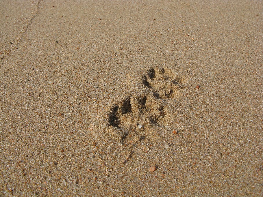 Sand, Beach, Reprint, Traces, footprint, day, animals in the wild, HD wallpaper