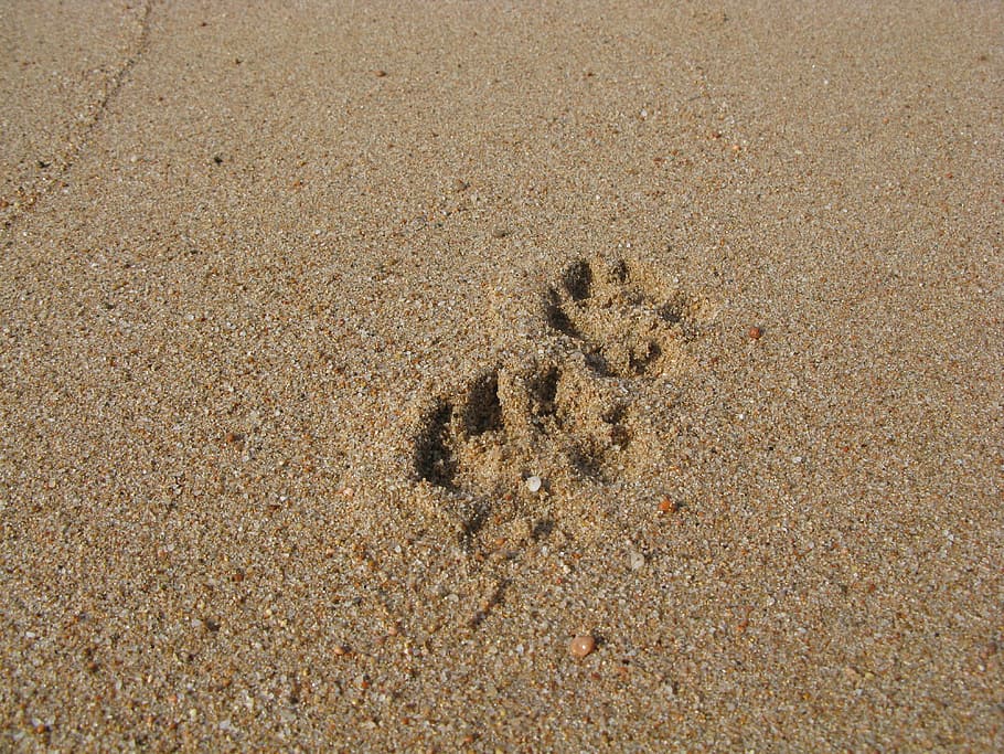 Sand, Beach, Reprint, Traces, footprint, day, animals in the wild HD wallpaper