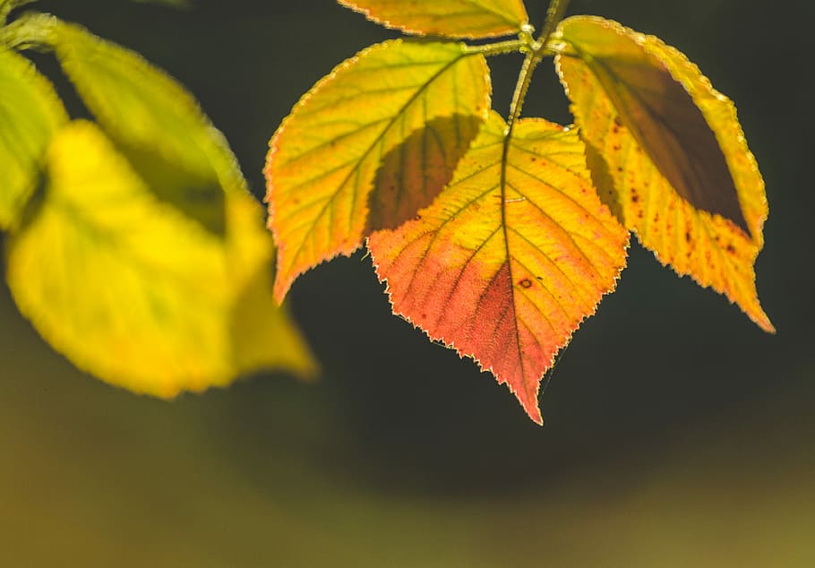 yellow and green leaf in macro shot, selective focus photo of orange and green leaves HD wallpaper
