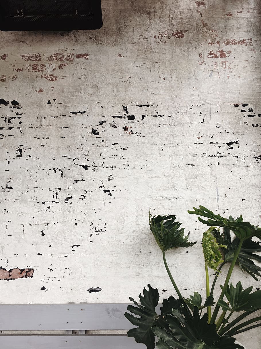 green leaf plants, green leaf plant lean on white concrete wall HD wallpaper