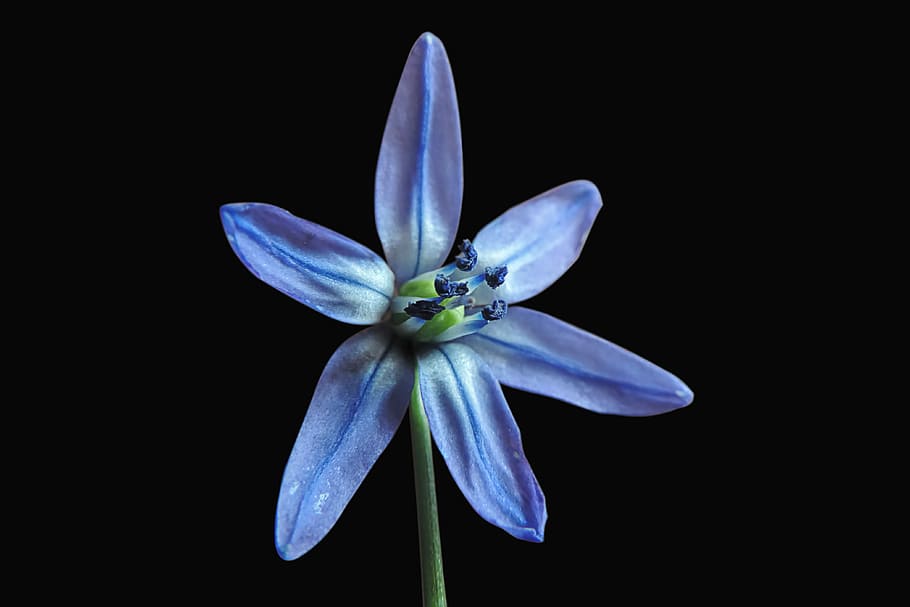 blue asterisk, blossom, bloom, spring, beauty in nature, flower HD wallpaper