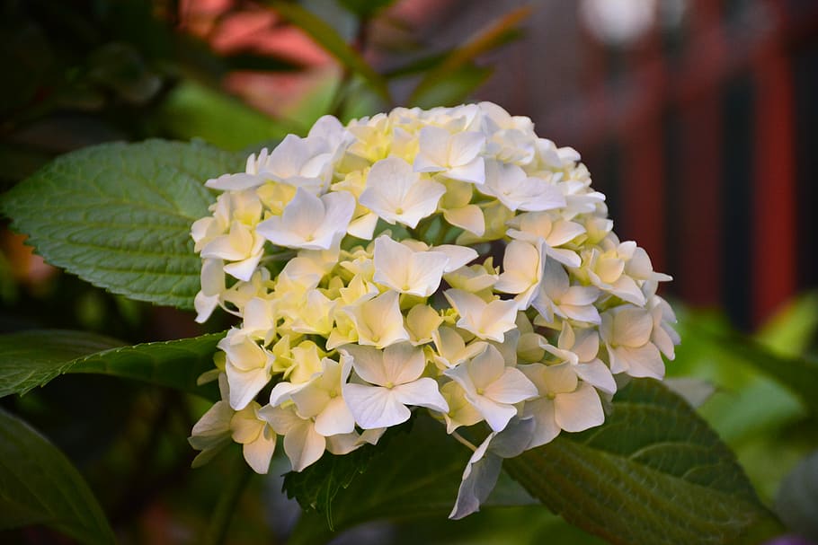 Flower, Hydrangea, Scenery, the scenery, focus on foreground HD wallpaper