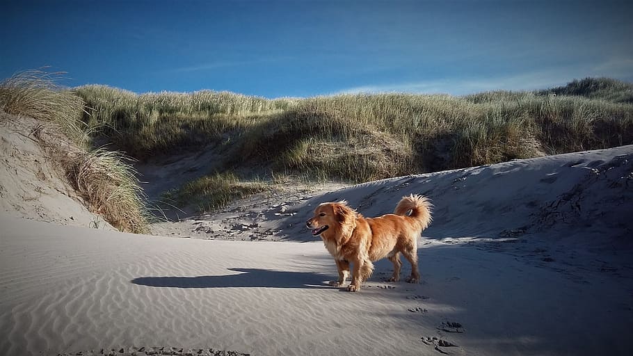 dog, beach, dunes, grass, dog on beach, most beach, animal HD wallpaper