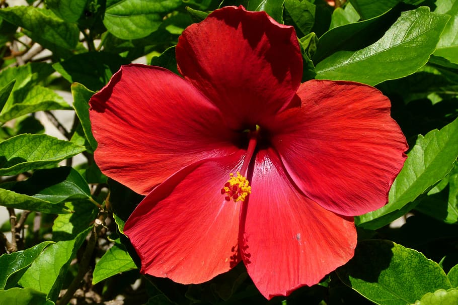hibiscus, blossom, bloom, red, close, mexico, flowering plant HD wallpaper